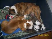 auntiedollycleaningpuppies.jpg