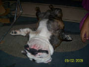 doggiepictures008.jpg