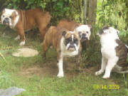 doggiepictures018.jpg