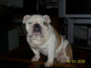 doggiepictures147.jpg