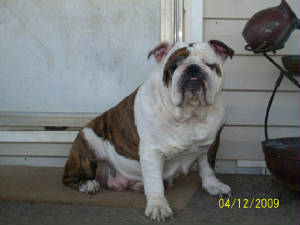 pookie41209c.jpg