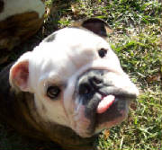tongueout.jpg